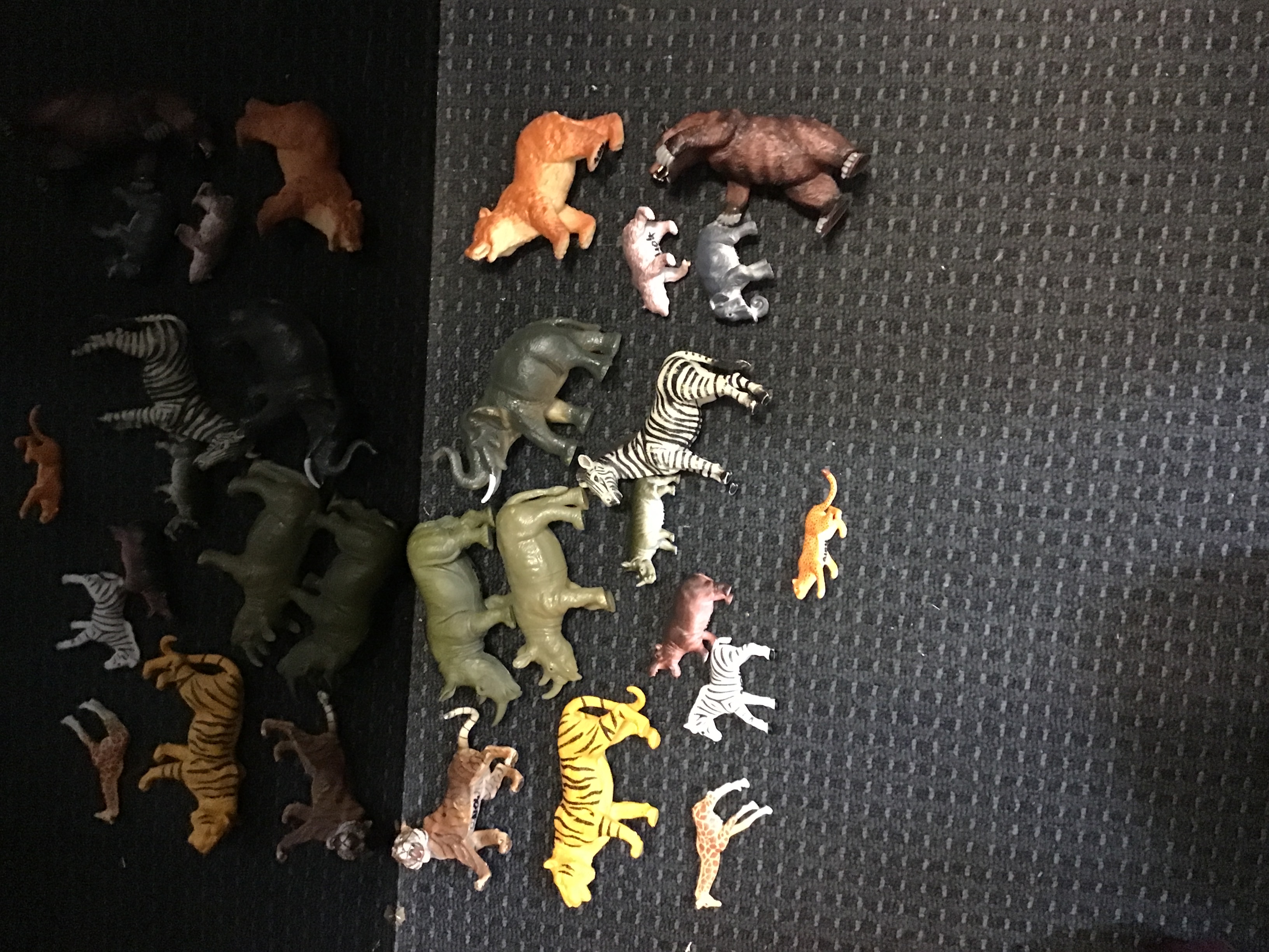 Wild Animals